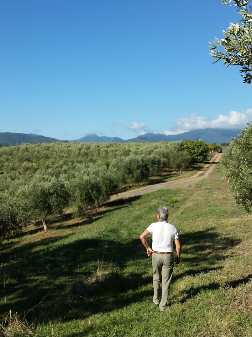Olive e uliveti del Frantoio Carrozzino